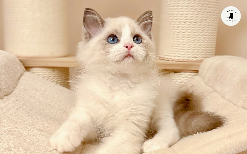 Ragdoll kitten on a cat sofa