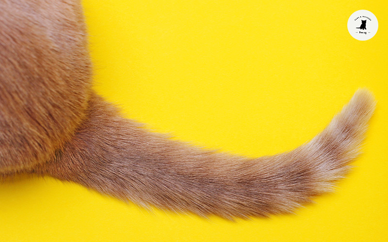 red cat's tail